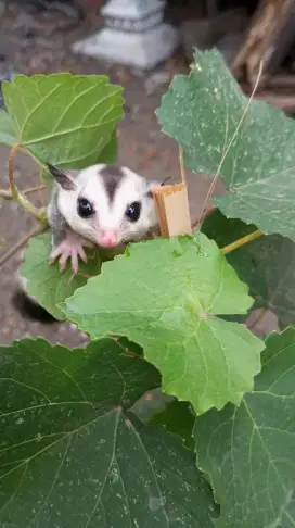 Sugar Glider WF