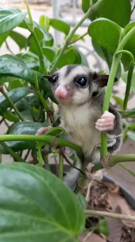 Sugar Glider Grey