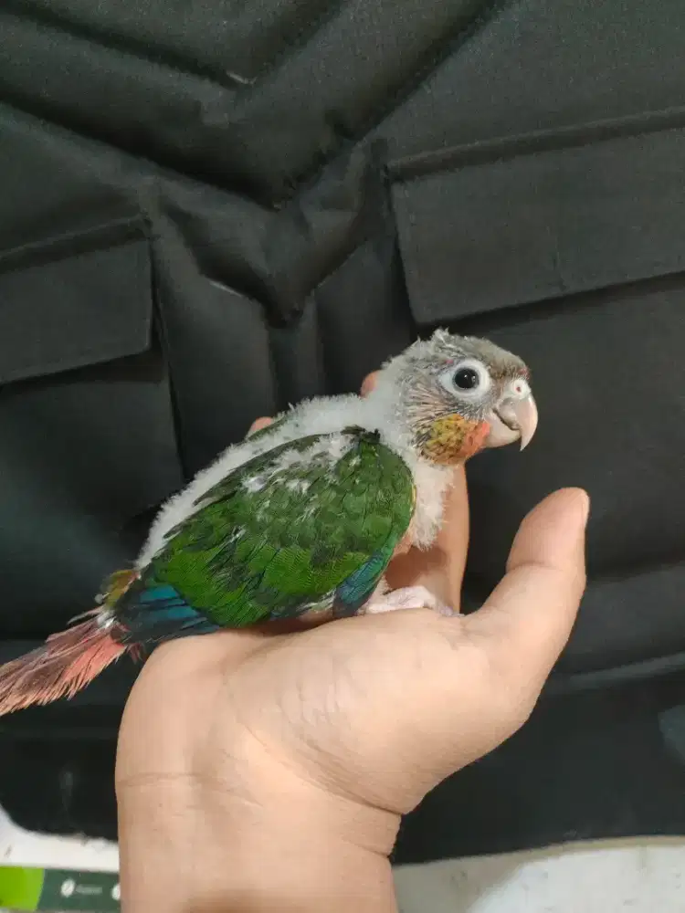 Lolohan yellow side conure