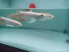 Arwana Arowana Golden Red