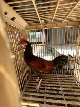 Ayam hias bekisar