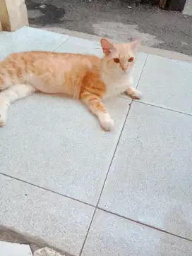 Kucing persia jantan