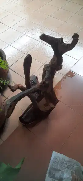 Akar kayu hiasan dari Cendana