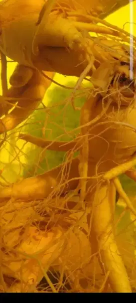 Jual ginseng tua direndam sejak 1993