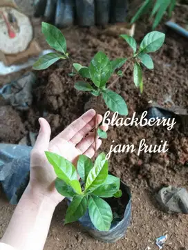 Bibit Tanaman Blackberry Jam Fruit - Kualitas Unggul - Siap Tanam