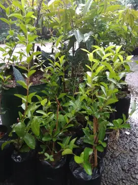 Bibit Tanaman Cherry Hanoi | Cherry Vietnam - Berbuah Lebat