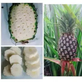 Nanas muda pelancar haid