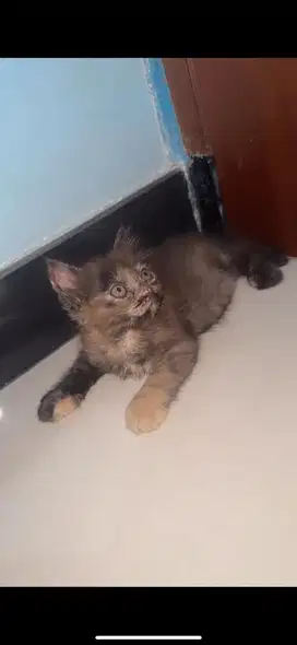 KITTEN PERSIA umur 2,5 Bulan