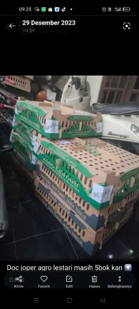 Doc joper jowo super merek sudah 3 x vaksin bibit unggul pabrik