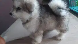 Alaskan Malamute Giant Long Hair