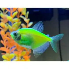 Ikan hias Glofish