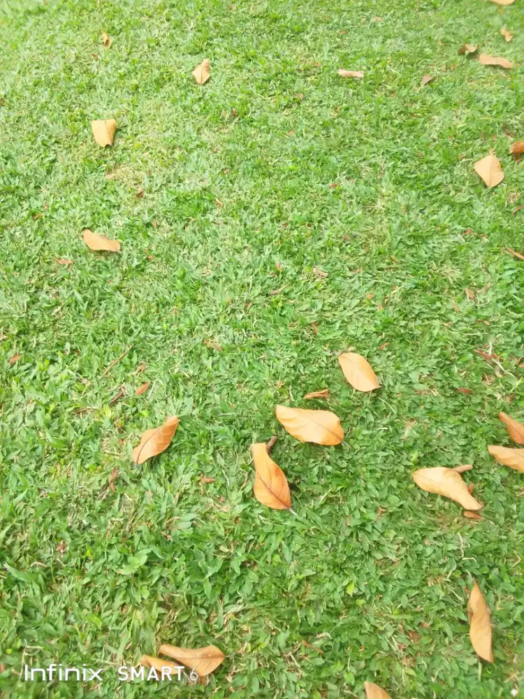 Jual rumput gajah mini