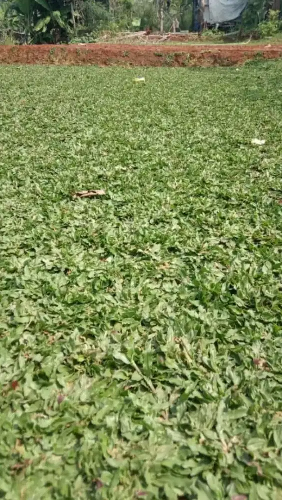 Jual rumput gajah mini