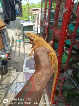 Iguana Red Albino +/- 65cm