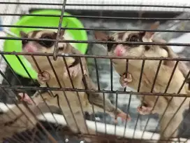 Sugar glider atau tupai terbang jantan dan betina