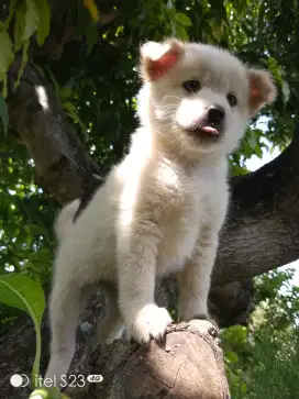 Anakan anjing lucu gemuk gemesin mixbreed samoyed istimewa