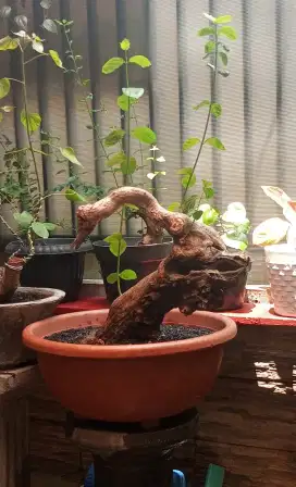 Bonsai wahong laut