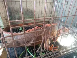 Red iguana betina besar