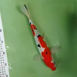 ikan koi sanke doitsu murni strong