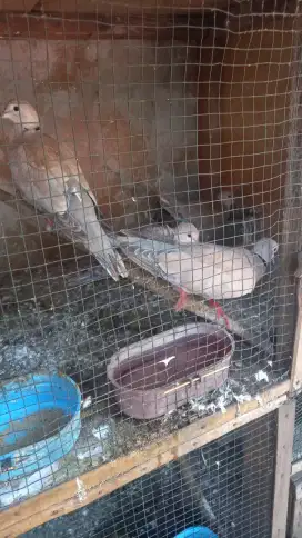Burung puter plung dan putih
