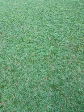 Rumput gajah mini