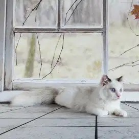 Kucing Ragdoll Bicolor Simetris