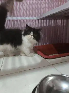 Kitten persian peaknose