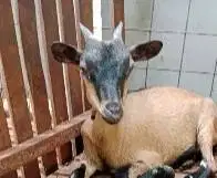 sepasang anakan kambing mini peranakan pygmi F1 4 bulanan pendek unik