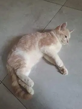 Kusing BSH British Short Hair Male 1 tahun Gold