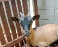 sepasang anakan kambing kerdil asli mini TB 35cm 4 bulanan exotik unik