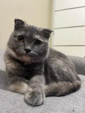 SCOTTISH FOLD BETINA