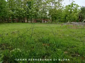 DIJUAL CEPAT tanah perkebunan luas Blora