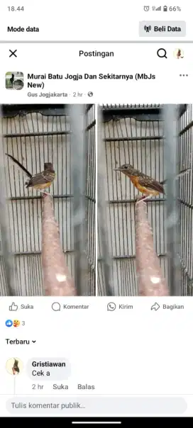 Burung murai batu trotol gamblingan