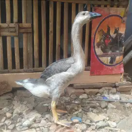 Angsa/soang benggala jantan