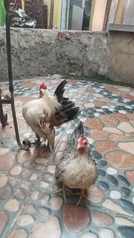 Ayam serama sepasang