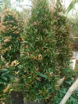 Pohon pucuk merah