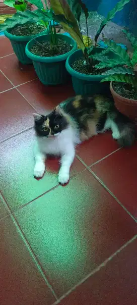 Kucing Persia Calico