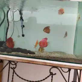 AQUARIUM + Ikan DISCUS 6 ekor