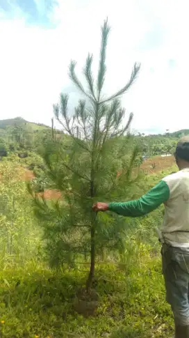Pohon pinus peneduh