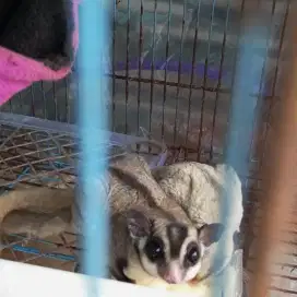 Sugar Glider Mozaic platinum X CG grey het Plat