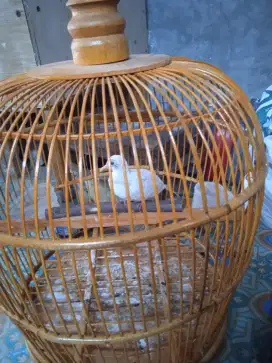 Anakan Burung putih lurik belajar bunyi