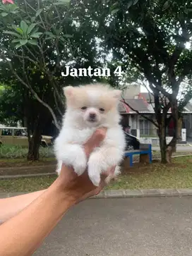 Anak Anjing Minipom