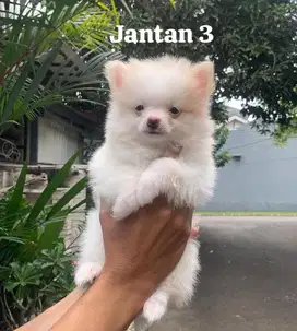 Anak anjing minipom