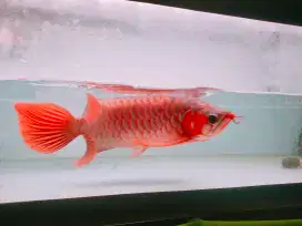 ARWANA SUPER RED 40CM