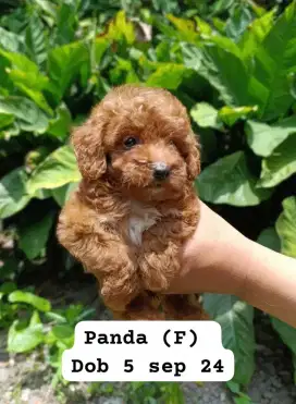 Toy tiny poodle super cute