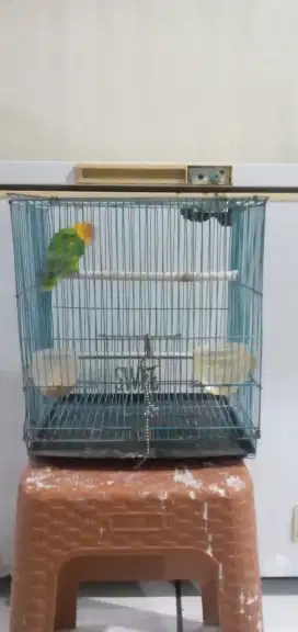 Burung lovebird + kandang