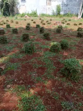 Rumput gajah biasa