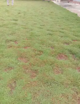 Rumput jepang untuk taman