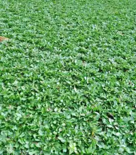 Rumput gajah mini