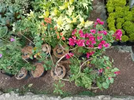 Jual pohon bugenvile